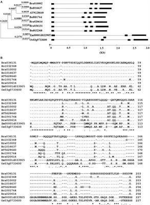 Transcription Coactivator ANGUSTIFOLIA3 (AN3) Regulates Leafy Head Formation in Chinese Cabbage